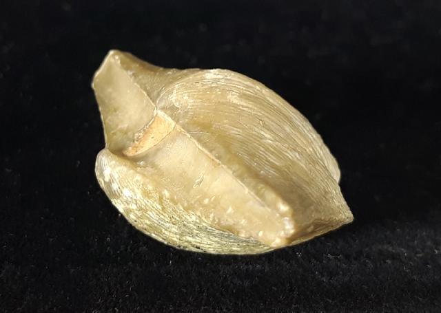 Cyrtospirifer rudkinensis (LJASCHENKO 1959) - Bild © FossNet FossilienStore